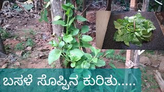 ಬಸಳೆ ಸೊಪ್ಪನ್ನು ನೆಡುವ ಬಗೆ ಮಾಹಿತಿ  How to grow Basale soppu  Malabar spinach easily in our garden [upl. by Idnyc155]