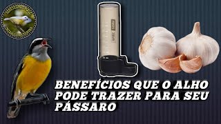 OS BENEFÍCIOS DO ALHO PARA O SEU PÁSSARO 😱🔥 FORMA DE USO [upl. by Akiemaj]