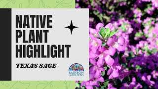 Native Plant Highlight Texas Sage aka Cenizo [upl. by Adranoel]