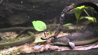 Feeding Bichirs and Ropefish part 2 [upl. by Oicinoid]