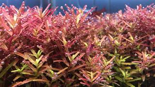 Ротала индийская Rotala indica [upl. by Hadwin652]