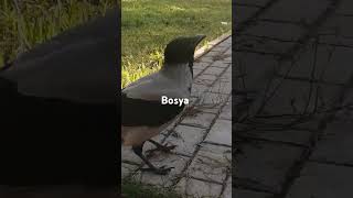 Вороны Бося и Штанишкин  Hooded crows Bosya amp Pantsy [upl. by Ytisahc127]