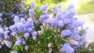 A BEES view in the Ceanothus Plant [upl. by Auj]