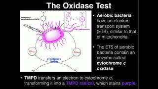 Microbiology Oxidase Test [upl. by Hirza]