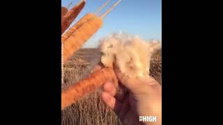 Cattail plant explosion [upl. by Vina255]