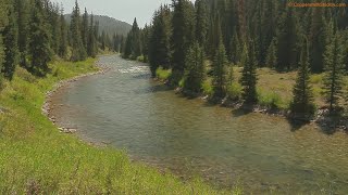 Fishing the Greys River in Wyoming [upl. by Friederike122]