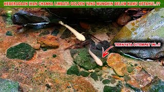 AKHIRNYA Dapat Channa Limbata Golden Langka  Mancing Ikan Channa Limbata Golden Disungai [upl. by Esinert]