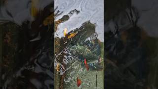 Big crayfish molting😱 shortsvideo crayfish seafood fish crayfishfarm pinoy backyardfarming [upl. by Chaing]