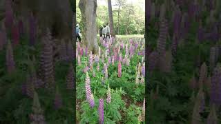 Lupine flowers in spring [upl. by Netsuj]