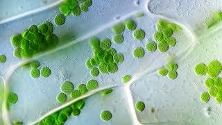 Cyclosis  Cytoplasmic Streaming in Plant Cells [upl. by Aniaj103]