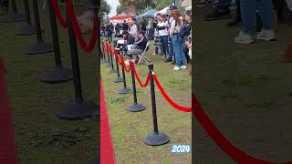 Cane corso dog show [upl. by Ia]