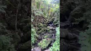 El Yunque Puerto Rico [upl. by Maples]