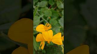 Sanai plant and flowers🌾 Crotalaria  Shortsvideo  butterflymusic youtube [upl. by Noelani]