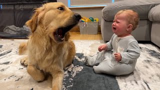 Golden Retriever Pup Makes Baby Cry But Says Sorry Cutest Ever [upl. by Phemia298]