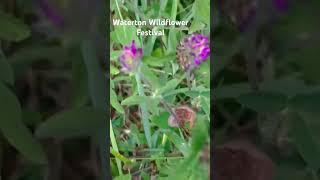 Waterton Wildflower Festival music cover guitar singer beautifulthings bensonboone pop canad [upl. by Aicatsana]