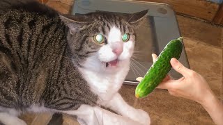 Cats VS Cucumbers Compilation  Cats Scared of Cucumbers  PETASTIC 🐾 [upl. by Mitzie935]