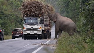 Greedy wild elephant stops passing trucks to steal sugarcane [upl. by Tilford]