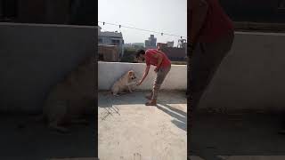 30 days challenge day 1  to become smart Labradorshots volg minivlog feed doglover labrador [upl. by Leahkim]