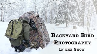 Backyard Bird Photography in the Snow  Nikon Z9 [upl. by Mitchiner]