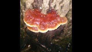 Wild Reishi Mushrooms Gymnopilus and Poison Ivy [upl. by Thomasina711]