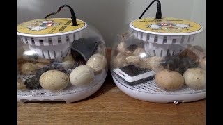 How Many Will Hatch Our Incubated Chicks Are Hatching Part 2 [upl. by Solotsopa]