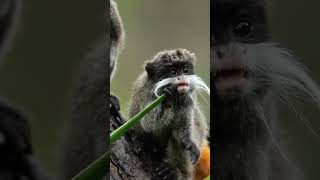 Emperor Tamarin learn emperortamarin tamarin wildlife education mustache [upl. by Slorac715]