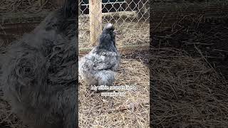 Funny My Tiny Silkie Chicken Sounds Like a Loud Squeaky Toy 🤣Sound On silkiechicken silkie [upl. by Salis66]