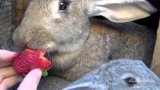 Big Flemish Giant Bunny Rabbit with babies are eating strawberry [upl. by Enirbas]