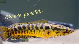 spotted snakehead Channa punctata [upl. by Hgielsa]