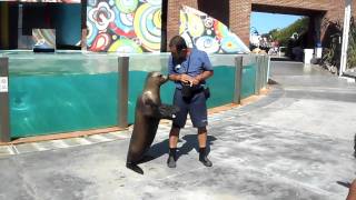 Foca che ci saluta Acquario di Mar Del Plata [upl. by Thom596]