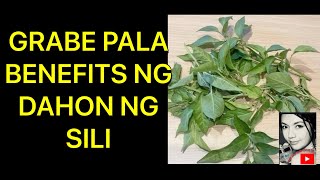 Mula ng Malaman ko ang Benipisyo ng Dahon ng Sili halos araw araw ay ginagawa kong Tea [upl. by Nich]