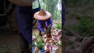 Working in the bamboo forest in the rain the wisdom and hard work of traditional farmers [upl. by Enilegnave]