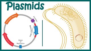 Plasmids  Cloning vectors Plasmids  Why do we use plasmids in RDT  features of a plasmid [upl. by Oigolue]