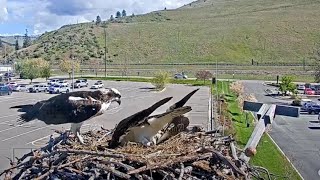 Male Osprey Ejects First Egg From Hellgate Nest – May 3 2024 [upl. by Georgie]