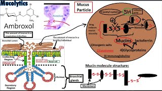 PHARMACOLOGY of EXPECTORANTS Secretion Enhancers and Mucolytics [upl. by Ahsennod436]