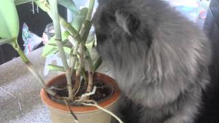 Cat Likes the Taste of Orchids [upl. by Atsedom]