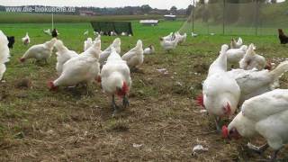 Mit Leidenschaft für Huhn und Ei  Doppelverdiener Landhuhn Projekt von Gut Herrmannsdorf [upl. by Corney]