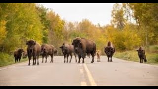 quot5 Bison Dead After Vehicles Collide in Elk Island National Park A Heartbreaking Incidentquot [upl. by Frere607]