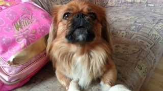 Funny cute pekingese dog [upl. by Thissa]