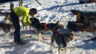 La vie dun musher et de ses chiens de traîneau dans le HautJura [upl. by Kelleher]