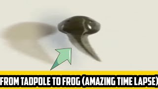 Mind😱 blowing Time lapse How tadpole transform into Frog  shorts 27 [upl. by Odrarej]