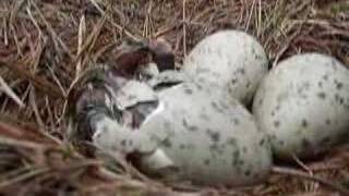 Seagull Chicks Hatching [upl. by Dillie]