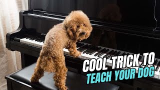 Top 10 Cool Tricks To Teach Your Dog [upl. by Konstance]