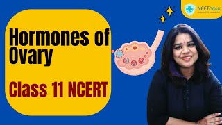 Hormones of the Ovary Class 11 Biology Explained [upl. by Searby]