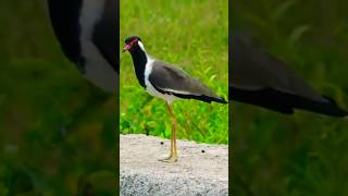 Beautiful Lapwings Bird  birds shorts birdslover story [upl. by Godewyn805]