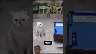 Best cats in the world pets cats world funny funnyvideo funnyshorts ytshorts [upl. by Selmner846]