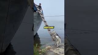 Smart Dog Climbs Ladder To Board A Boat😱 [upl. by Eelahc]