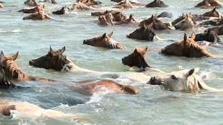 The 98th annual Chincoteague Island Pony Swim [upl. by Assej]