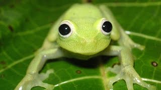 Frogs of Bolivia Diversity of calls and colours [upl. by La]