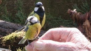 A Bird In The Hand  Hand feeding garden birds [upl. by Inkster243]